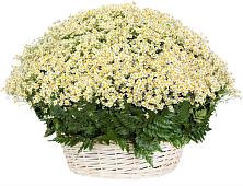 Цветочная композиция из Ромашки в корзине #REPLACE_PRED# Северном Московской области